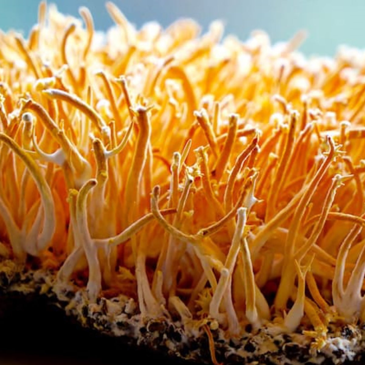 Cordyceps