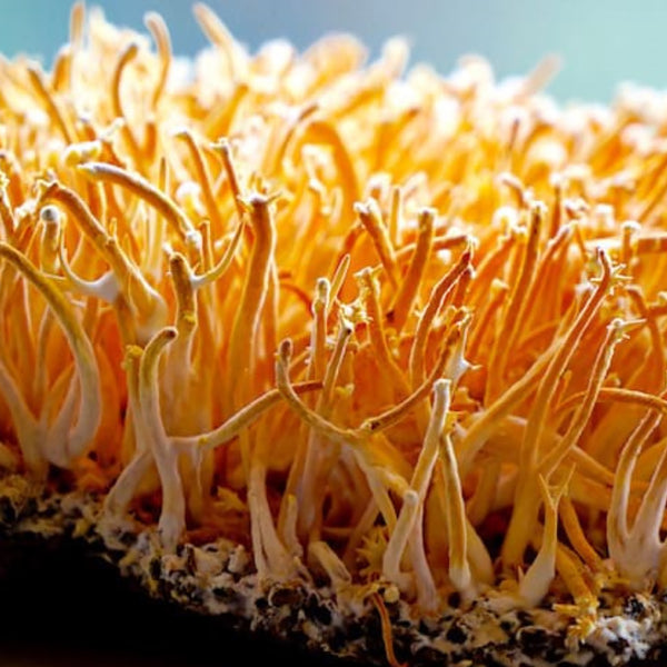 Cordyceps