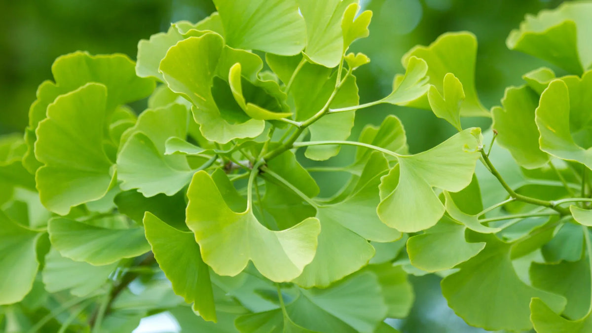 Ginkgo Biloba