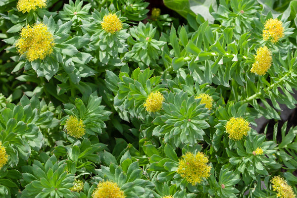 Rhodiola