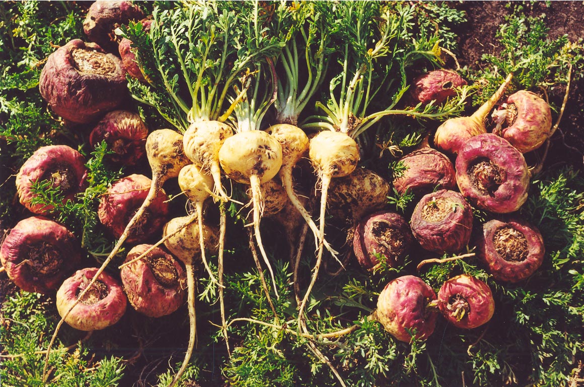 Maca Peruánska